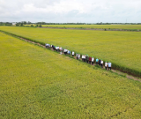 TỪ MỘT CÁNH ĐỒNG ĐẾN TẦM NHÌN NÔNG NGHIỆP XANH: NÔNG DÂN TÂN LONG CHỦ ĐỘNG THAY ĐỔI CÁCH LÀM LÚA