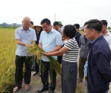 Yên Khánh đánh giá mô hình quản lý lúa cỏ vụ Mùa năm 2026: Tín hiệu tích cực từ đồng ruộng