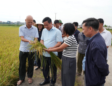 Yên Khánh đánh giá mô hình quản lý lúa cỏ vụ Mùa năm 2026: Tín hiệu tích cực từ đồng ruộng