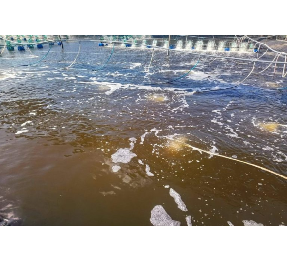 Chế phẩm vi sinh E.M Hoa Kỳ