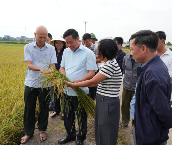 Yên Khánh đánh giá mô hình quản lý lúa cỏ vụ Mùa năm 2026: Tín hiệu tích cực từ đồng ruộng